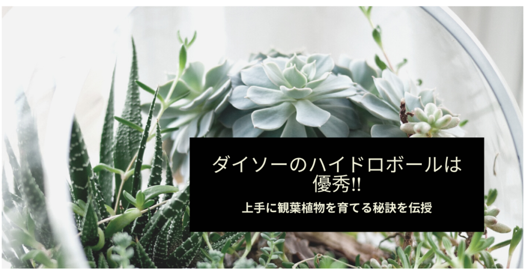 ダイソーのハイドロボールは優秀 上手に観葉植物を育てる秘訣を解説 暮らしぷらす