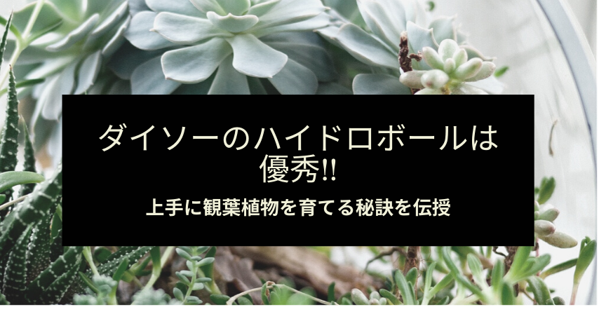 ダイソーのハイドロボールは優秀 上手に観葉植物を育てる秘訣を解説 暮らしぷらす