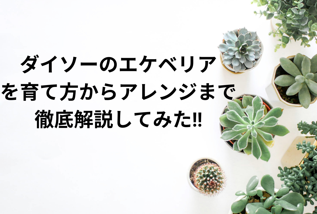 ダイソーのエケベリアを育て方からアレンジまで徹底解説してみた 暮らしぷらす ダイソーのエケベリアを育て方からアレンジまで徹底解説してみた 暮らしぷらす