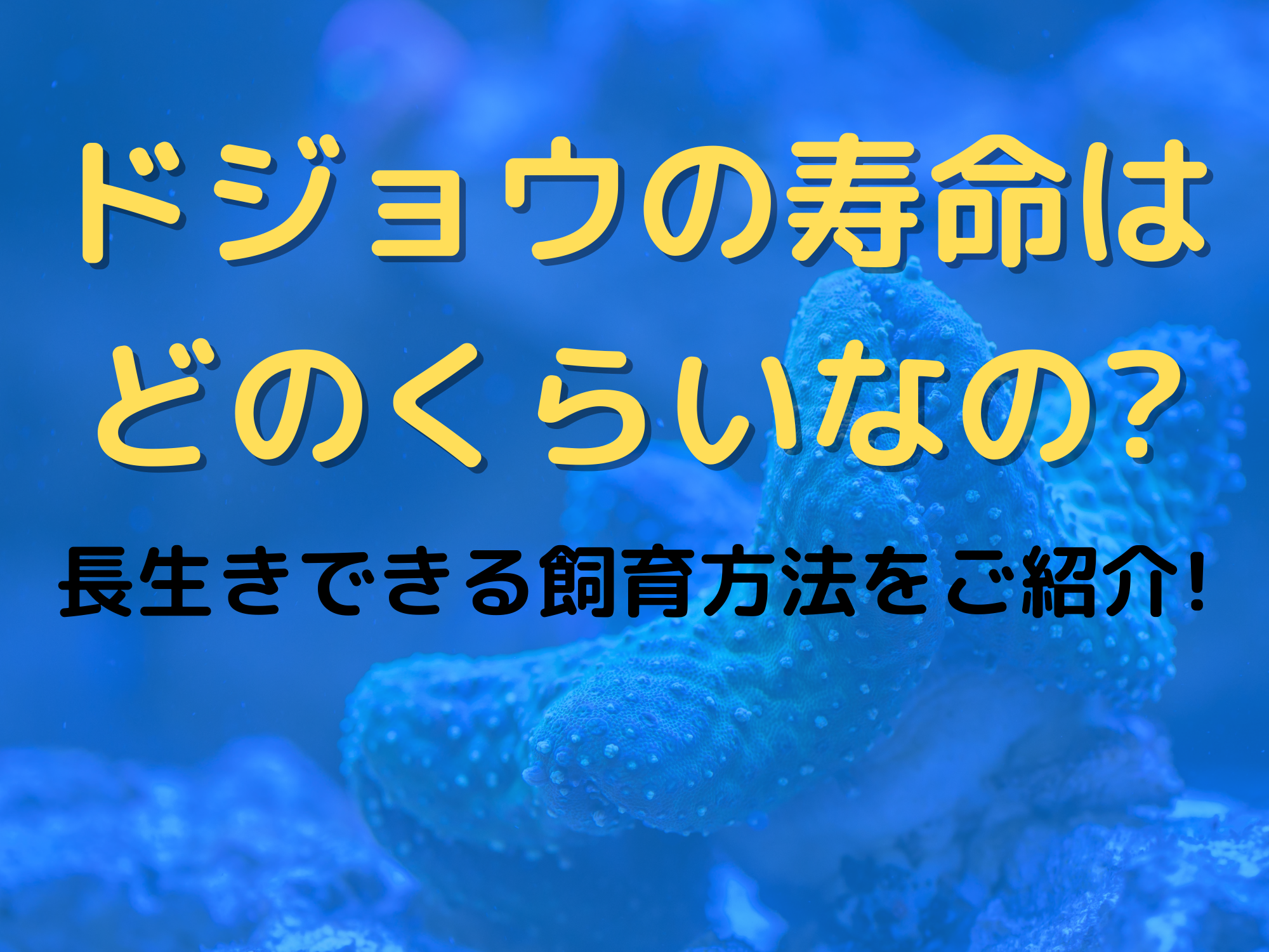 ドジョウの寿命はどのくらいなの 長生きできる飼育方法をご紹介 暮らしぷらす