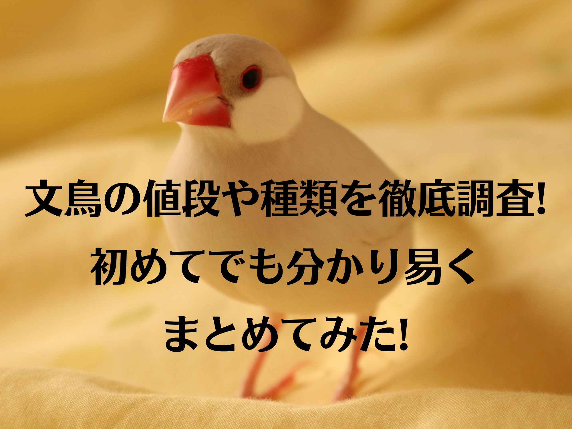 文鳥の値段や種類を徹底調査 初めてでも分かり易くまとめてみた 暮らしぷらす